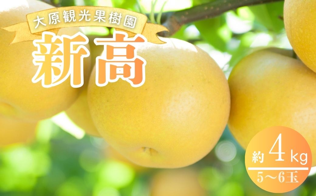【2026年先行予約】［大原観光果樹園］岡山県産 旬の梨（新高）（約4kg ５～６玉）