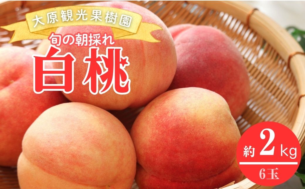 【2026年先行予約】［大原観光果樹園］岡山県産 旬の朝採れ白桃 1箱（約2kg 6玉）