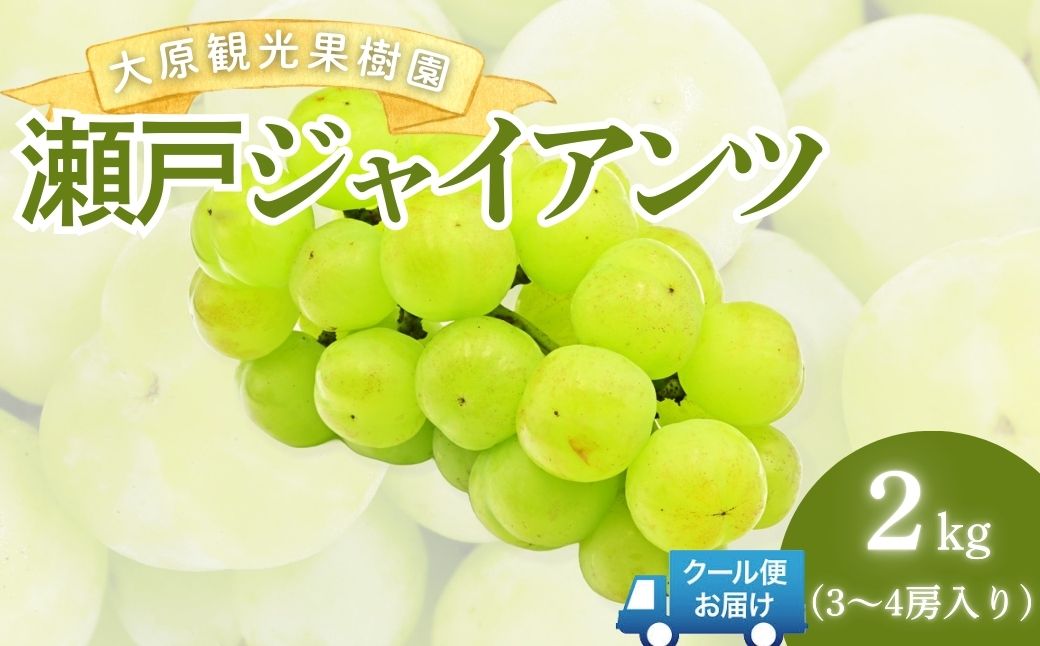 【2026年先行予約】［大原観光果樹園］瀬戸ジャイアンツ  3～4房（約2kg）