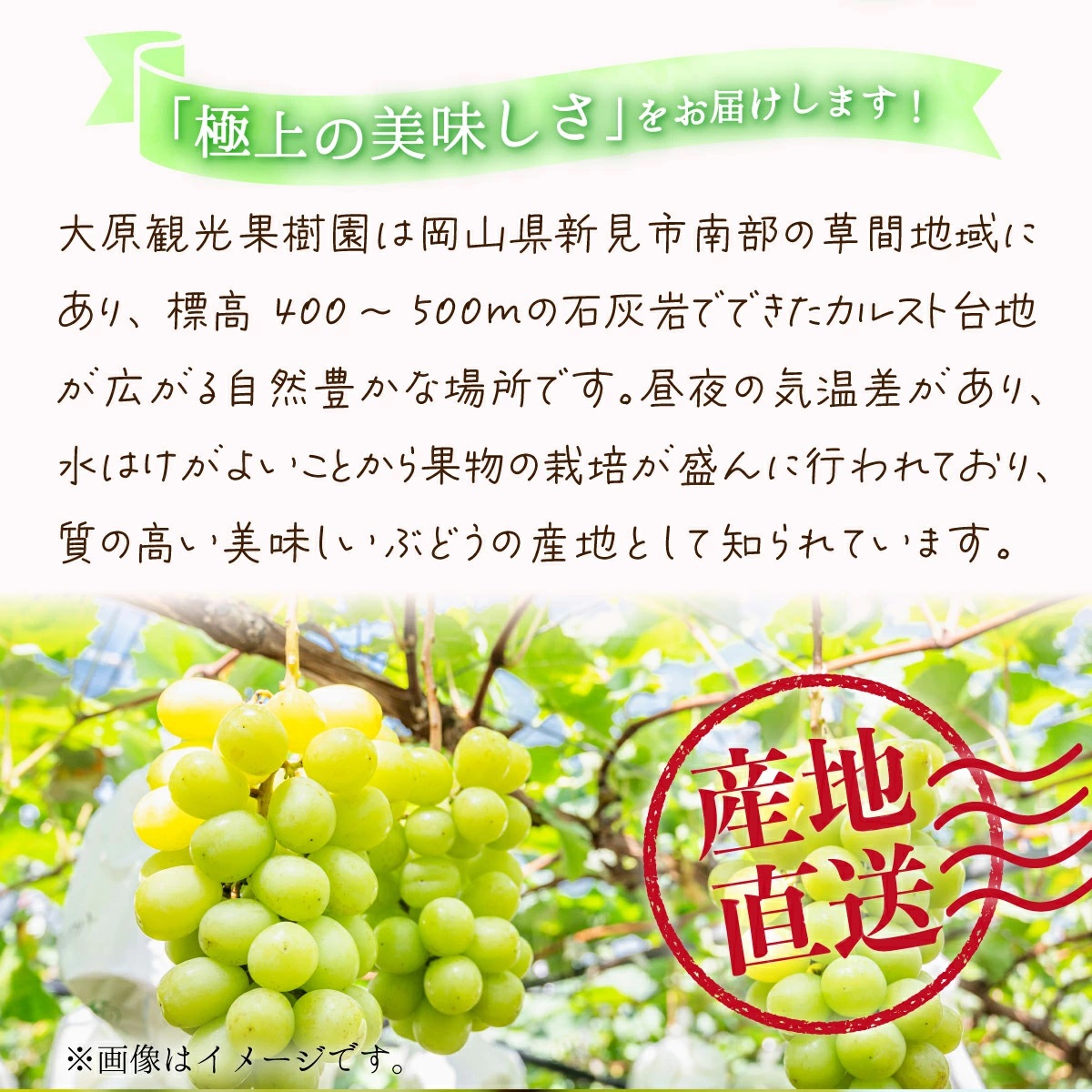 【2026年先行予約】［大原観光果樹園］瀬戸ジャイアンツ  3～4房（約2kg）