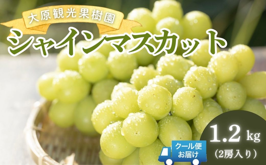 【2026年先行予約】［大原観光果樹園］シャインマスカット 2房（約1.2kg）
