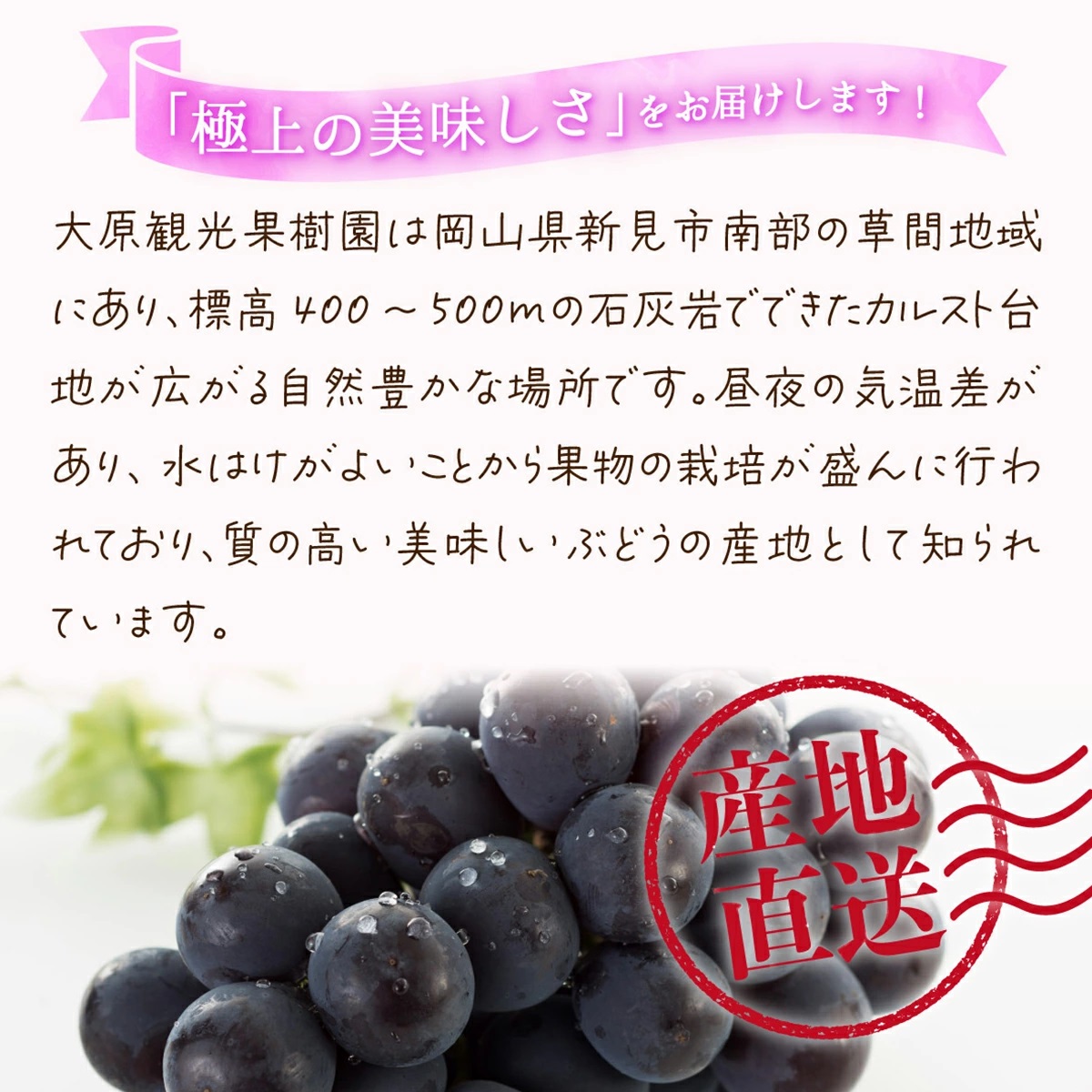 【2026年先行予約】［大原観光果樹園］ピオーネ 2房（約1.2kg）