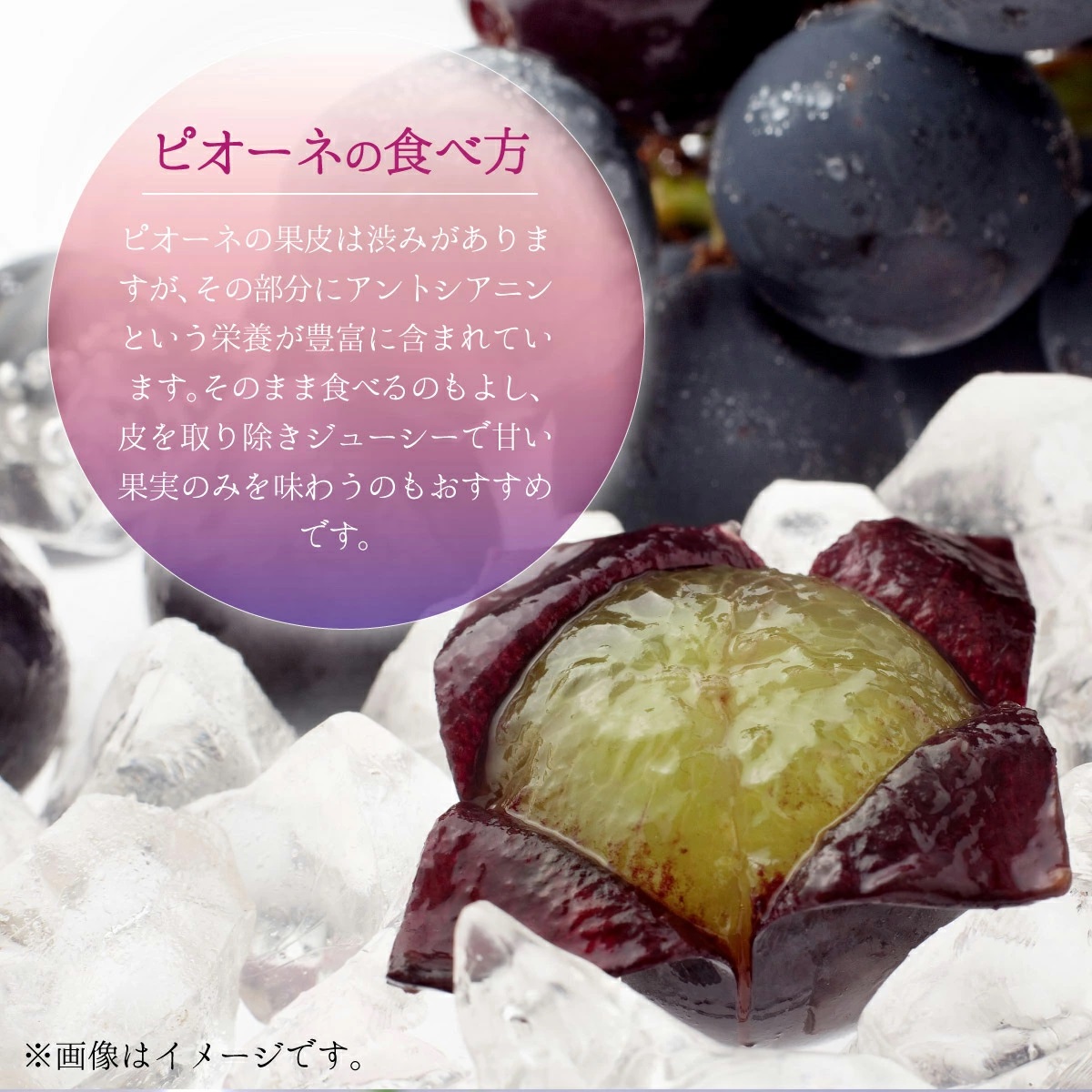 【2026年先行予約】［大原観光果樹園］ピオーネ 2房（約1.2kg）