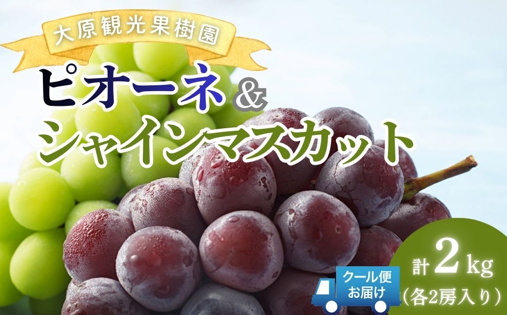【2026年先行予約】［大原観光果樹園］ピオーネ2房とシャインマスカット2房（計4房 約2kg）