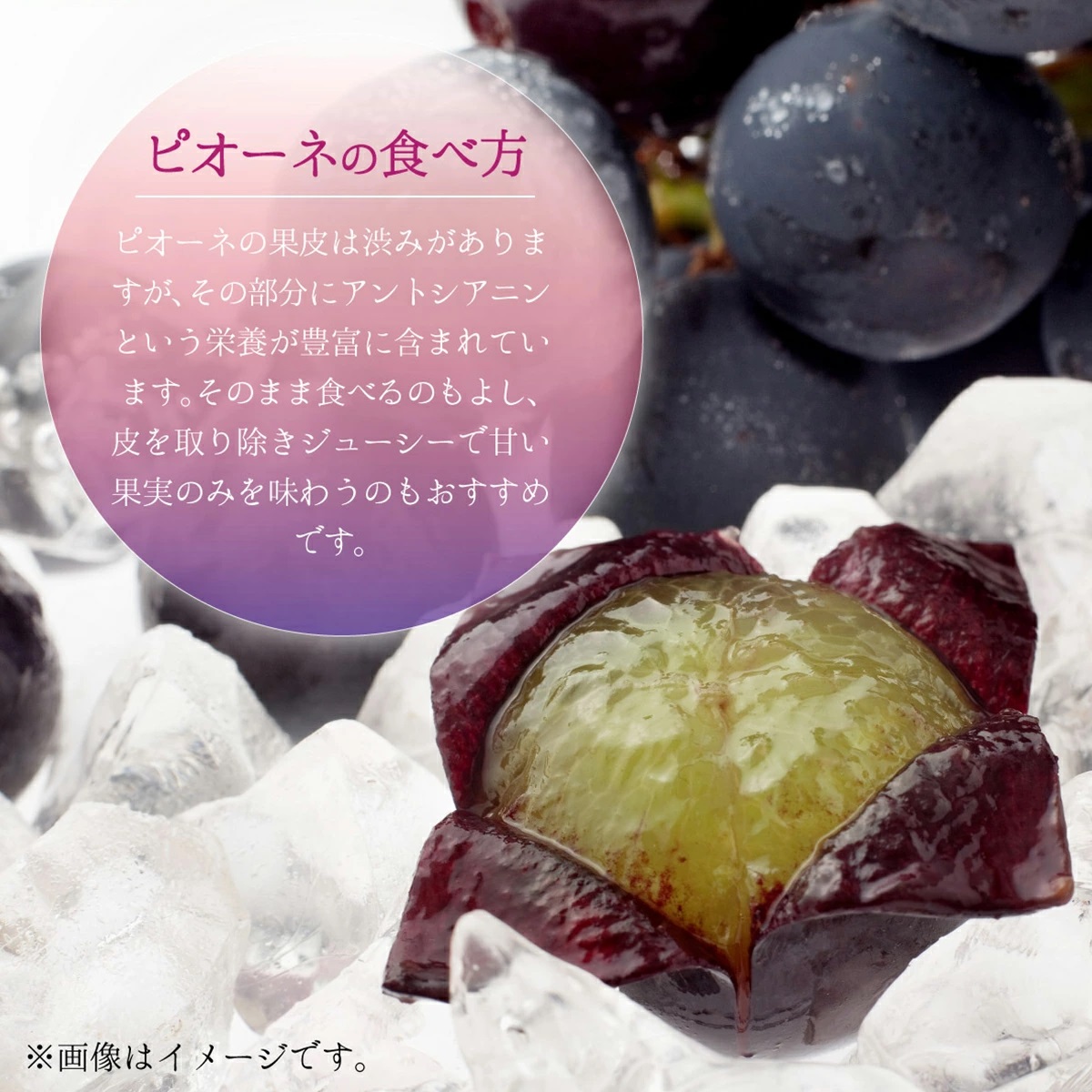 【2026年先行予約】［大原観光果樹園］ピオーネ2房とシャインマスカット2房（計4房 約2kg）