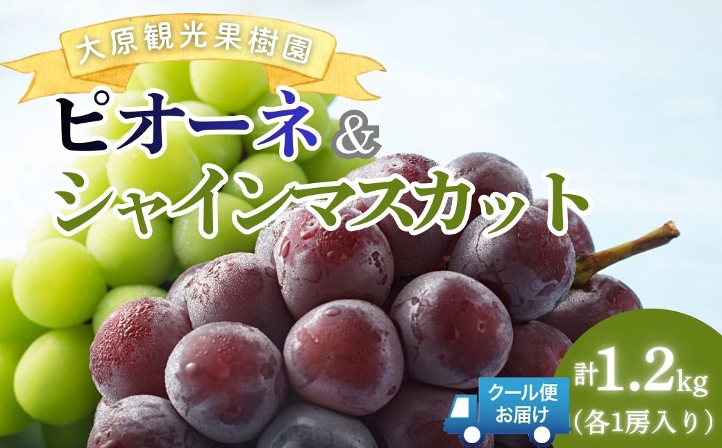【2026年先行予約】［大原観光果樹園］ピオーネ1房とシャインマスカット1房（計2房 約1.2kg）
