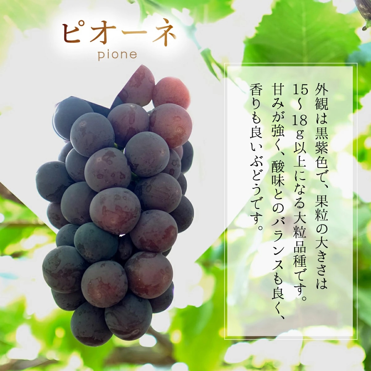 【2026年先行予約】［大原観光果樹園］ピオーネ1房とシャインマスカット1房（計2房 約1.2kg）