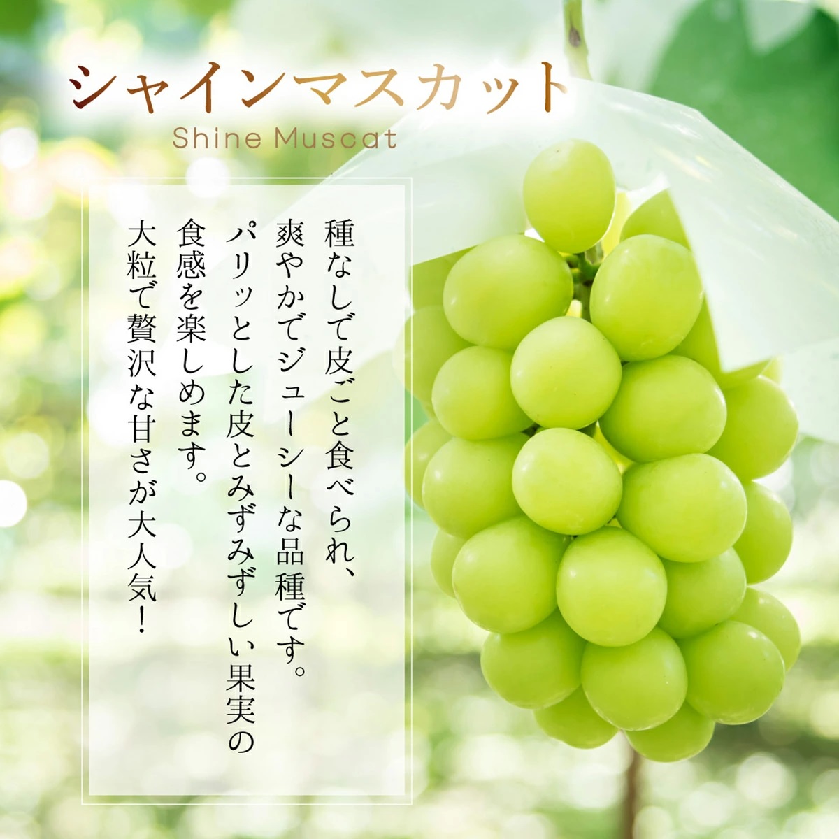 【2026年先行予約】［大原観光果樹園］ピオーネ1房とシャインマスカット1房（計2房 約1.2kg）