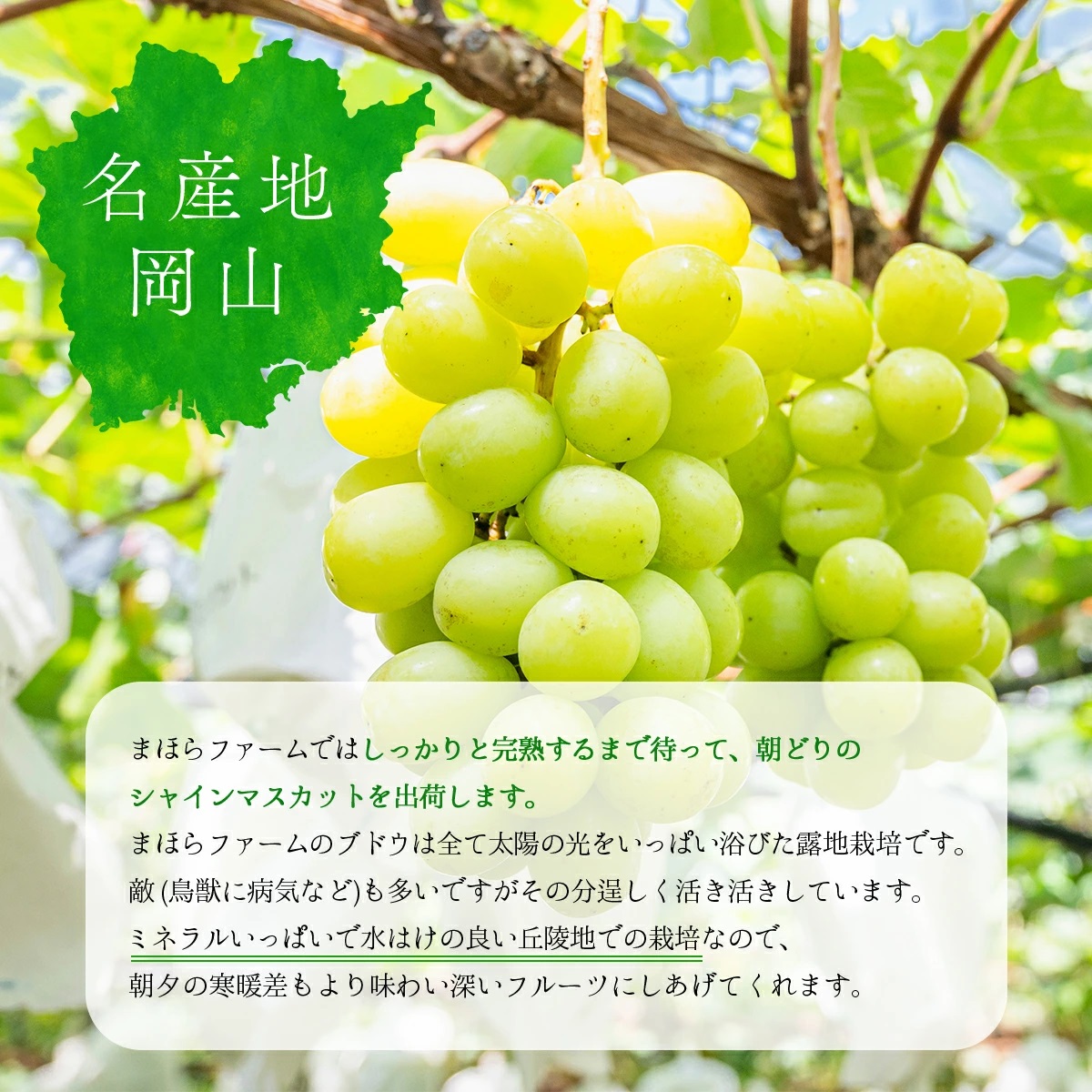 【2026年発送分 先行予約】9～10月発送 お土産シャインマスカット２Kg箱