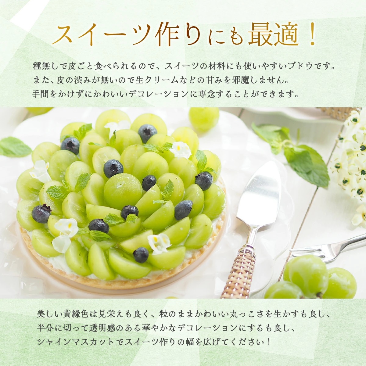 【2026年発送分 先行予約】9～10月発送 お土産シャインマスカット２Kg箱