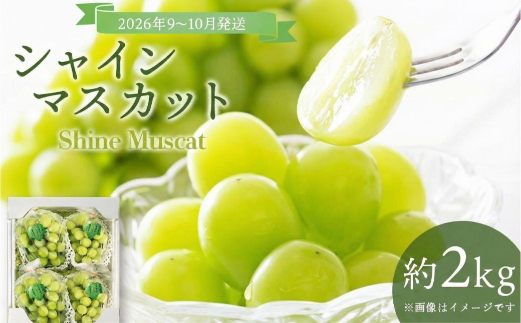 【2026年発送分 先行予約】9～10月発送 お土産シャインマスカット２Kg箱