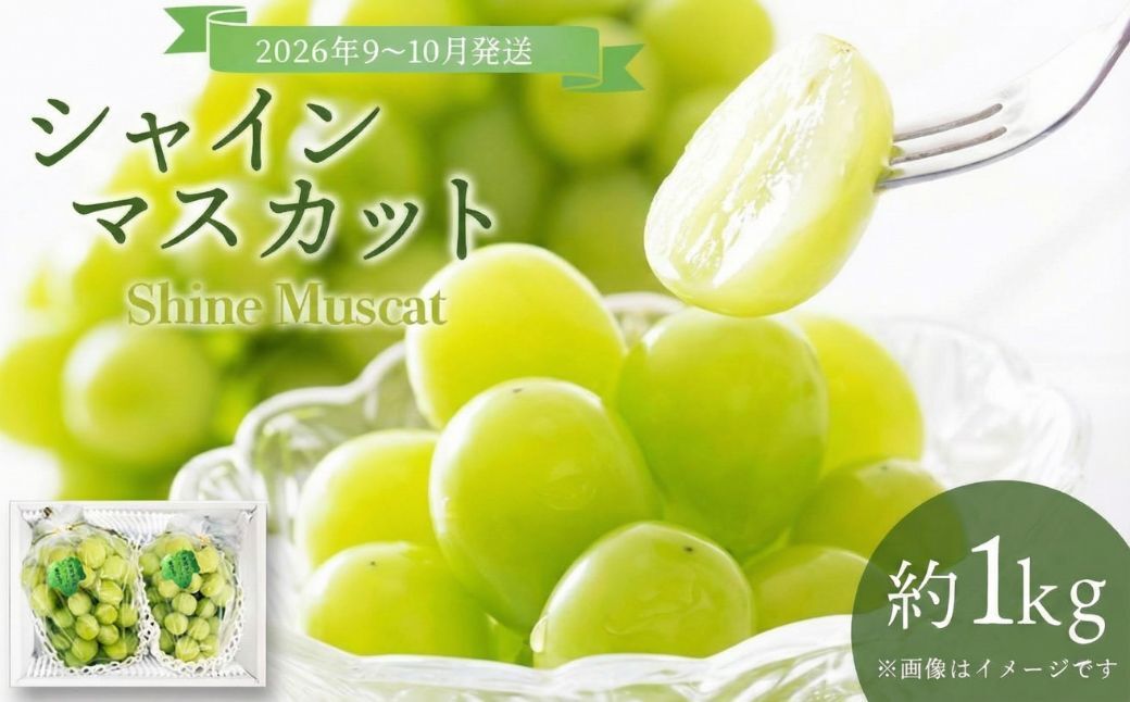 【2026年発送分 先行予約】９～10月発送お土産シャインマスカット１Kg箱