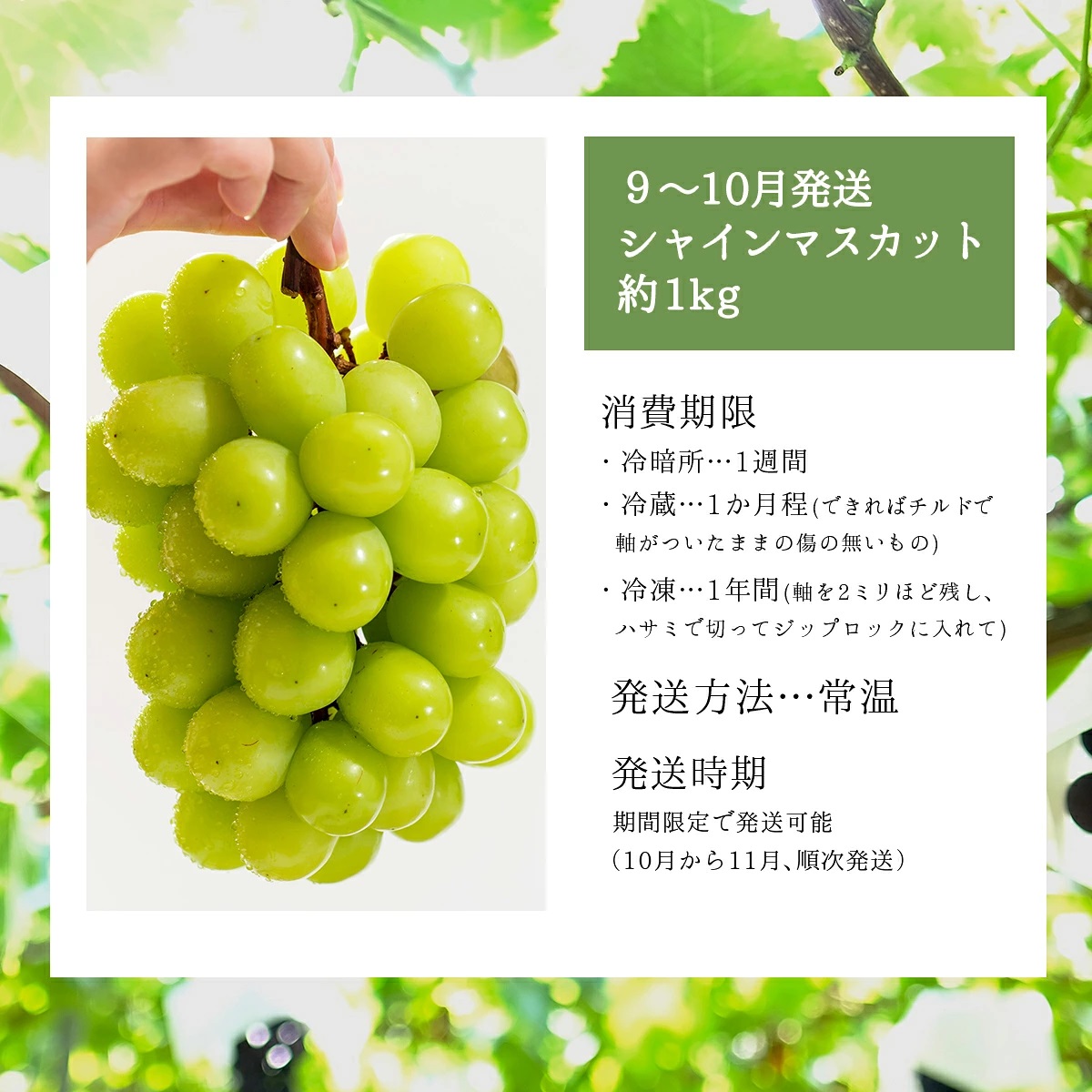 【2026年発送分 先行予約】９～10月発送お土産シャインマスカット１Kg箱