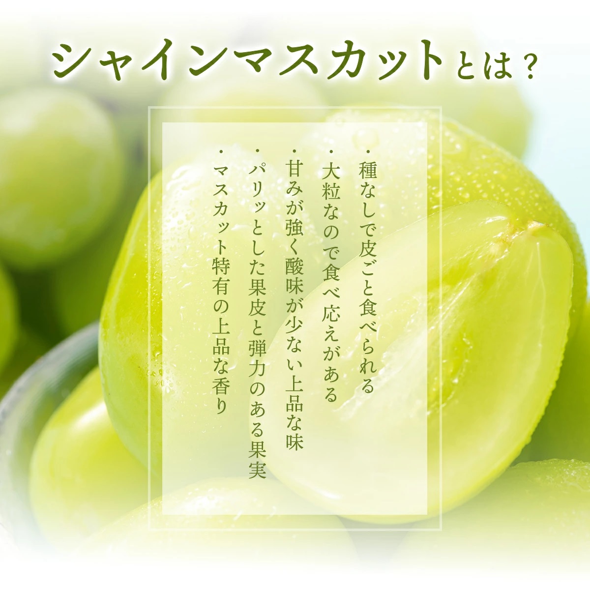 【2026年発送分 先行予約】9～10月発送 ご家庭用シャインマスカット２Kg箱