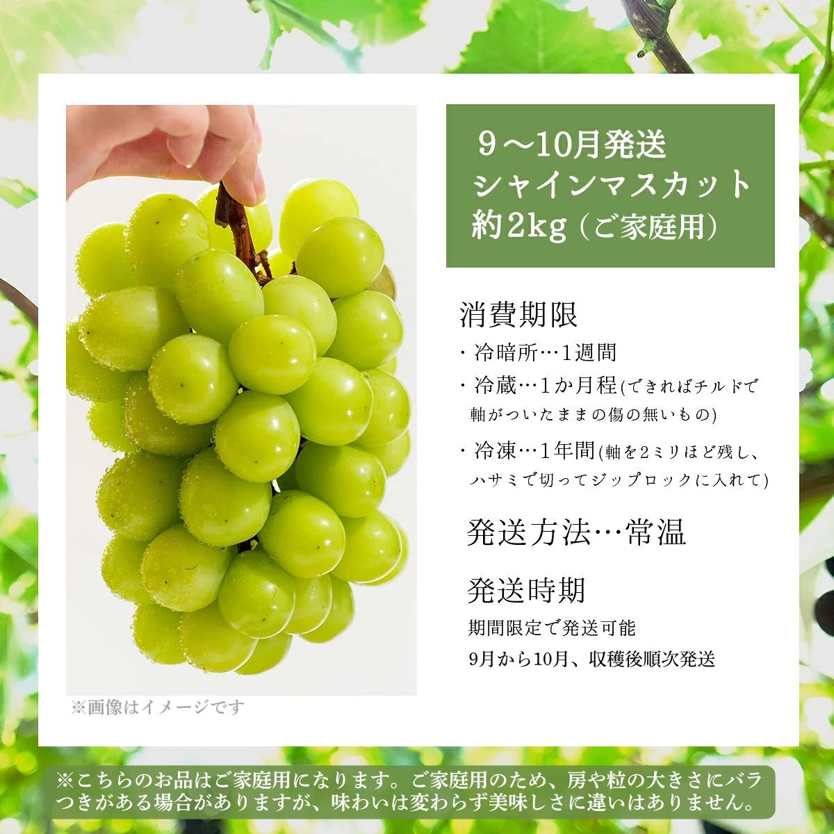 【2026年発送分 先行予約】9～10月発送 ご家庭用シャインマスカット２Kg箱