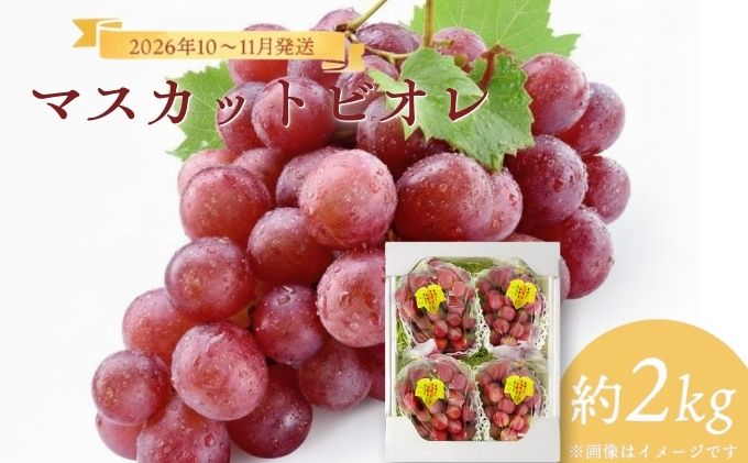 【2026年発送分 先行予約】10～11月発送 お土産マスカットビオレ２Kg箱