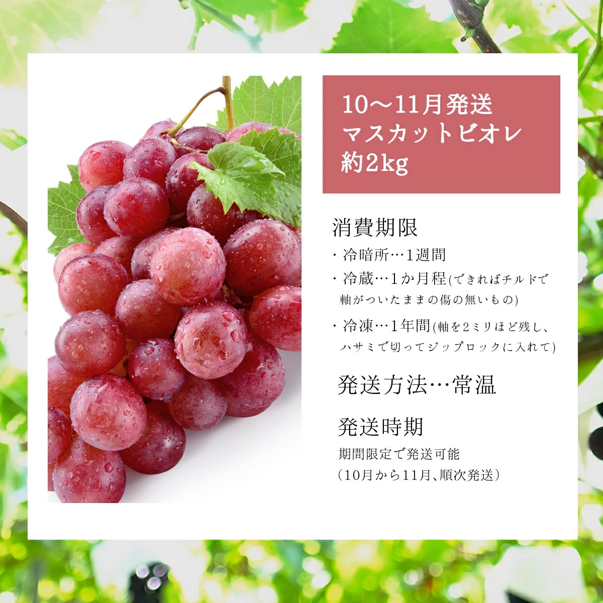 【2026年発送分 先行予約】10～11月発送 お土産マスカットビオレ２Kg箱