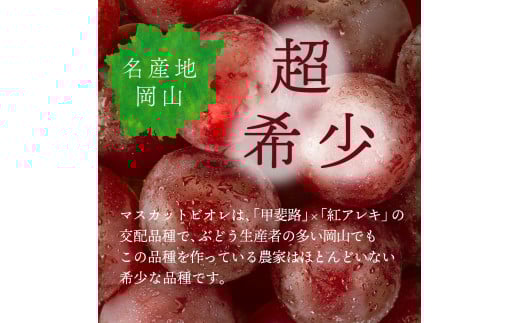 【2026年発送分 先行予約】10～11月発送お土産マスカットビオレ１Kg箱