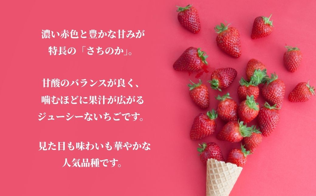 鏡野町産 朝摘みいちご「さちのか」2パック（合計500ｇ）【2026年1月～4月発送】